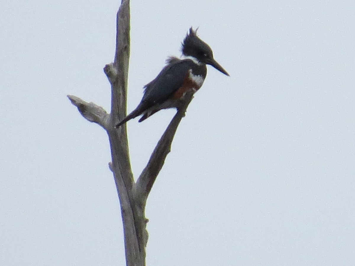 Belted Kingfisher - ML40945701