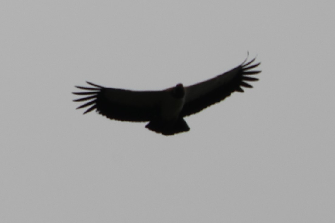 King Vulture - ML409457301