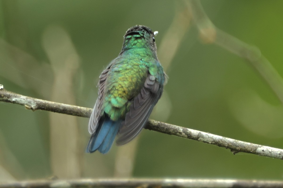 Violet-bellied Hummingbird - ML409457491