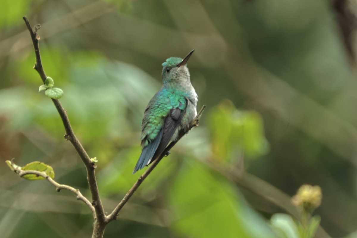 Violet-bellied Hummingbird - John Mills