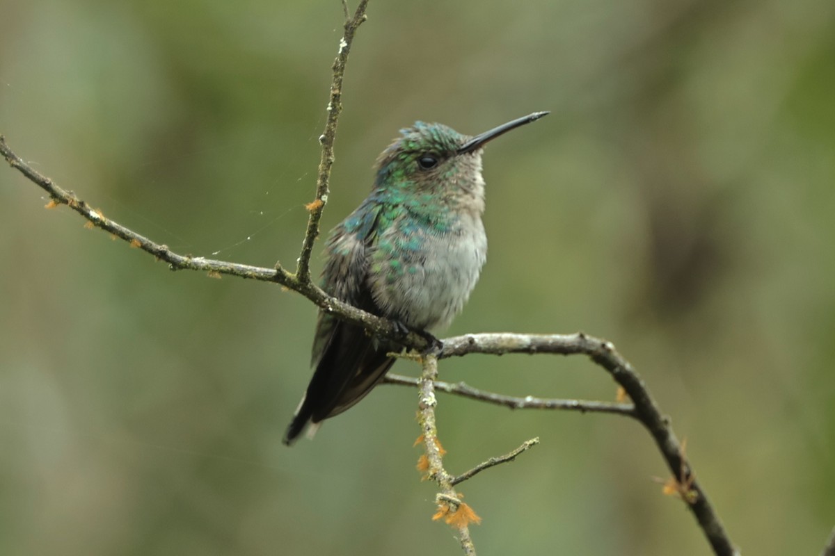 Violet-bellied Hummingbird - ML409457511