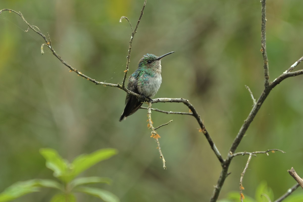 Violet-bellied Hummingbird - ML409457541
