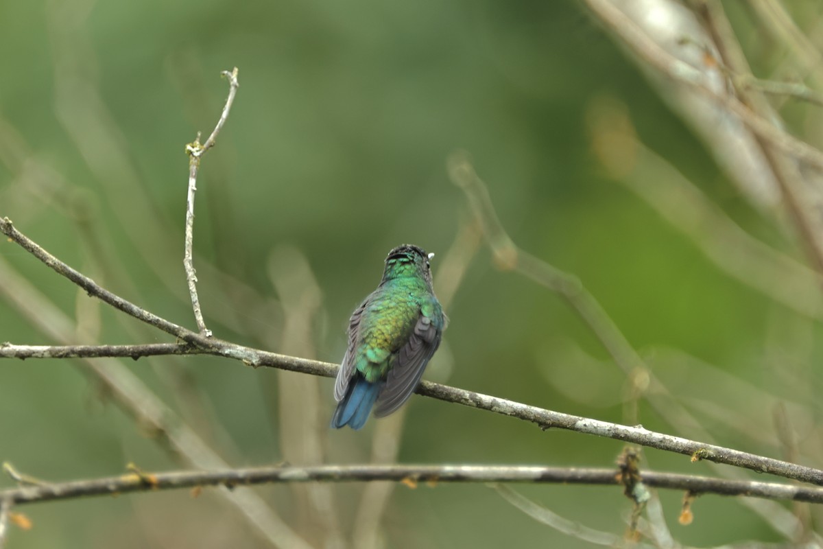 Violet-bellied Hummingbird - ML409457581