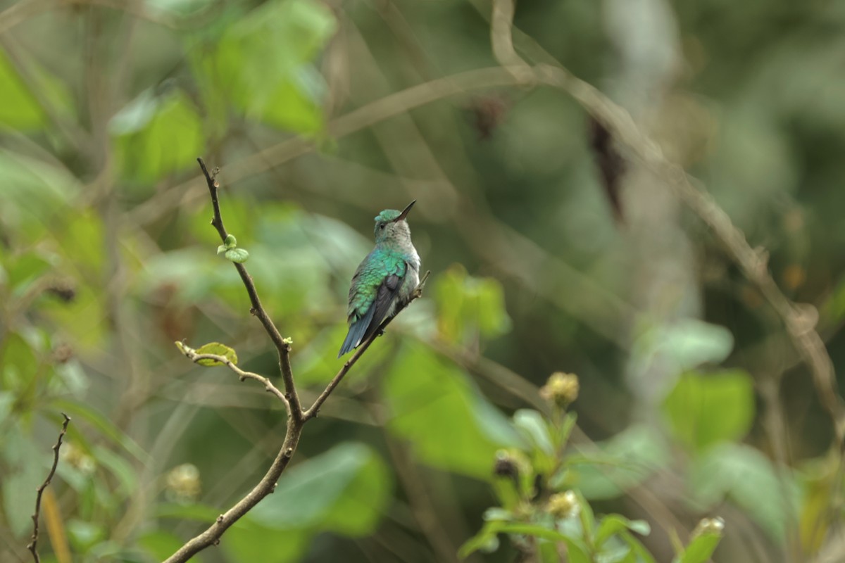 Violet-bellied Hummingbird - ML409457601