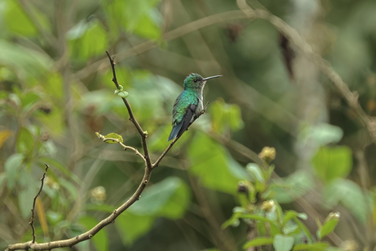Violet-bellied Hummingbird - ML409457631