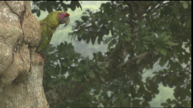 Great Green Macaw - ML409459