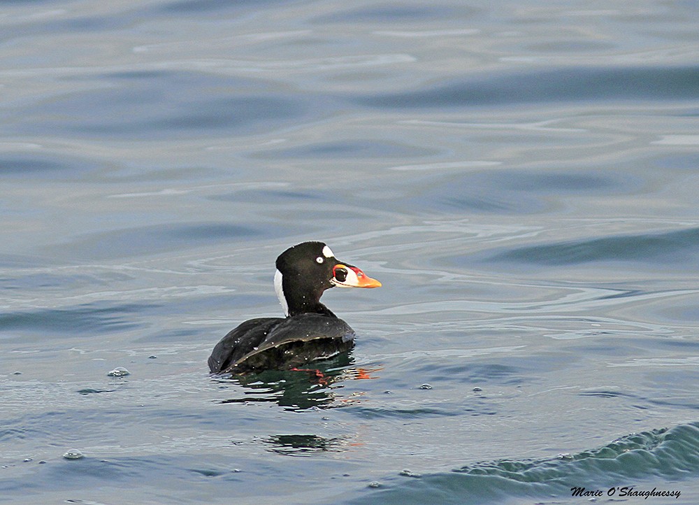 Surf Scoter - Marie O'Shaughnessy