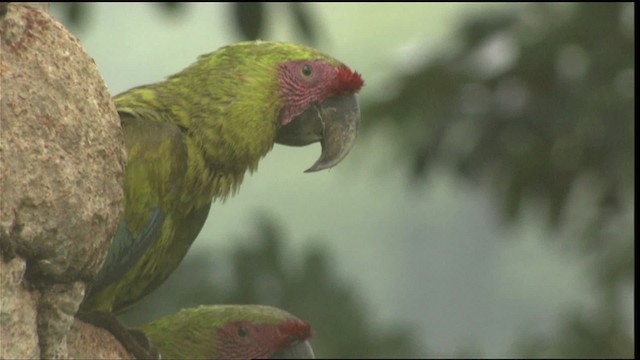 Great Green Macaw - ML409461