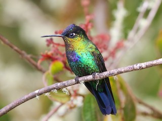  - Fiery-throated Hummingbird