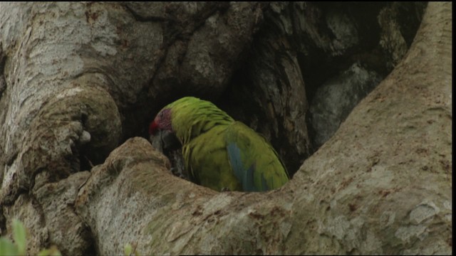 Great Green Macaw - ML409473
