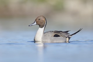 Northern Pintail