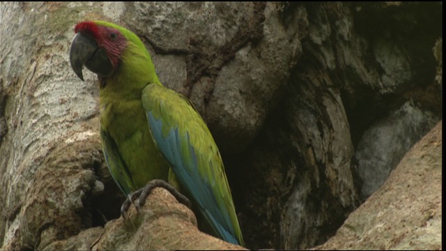 Great Green Macaw - ML409474