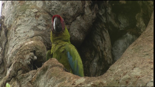 Great Green Macaw - ML409475