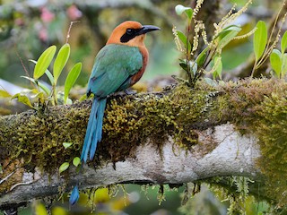 Rufous Motmot - Baryphthengus martii - Birds of the World