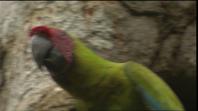 Great Green Macaw - ML409476