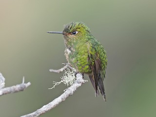  - Viridian Metaltail