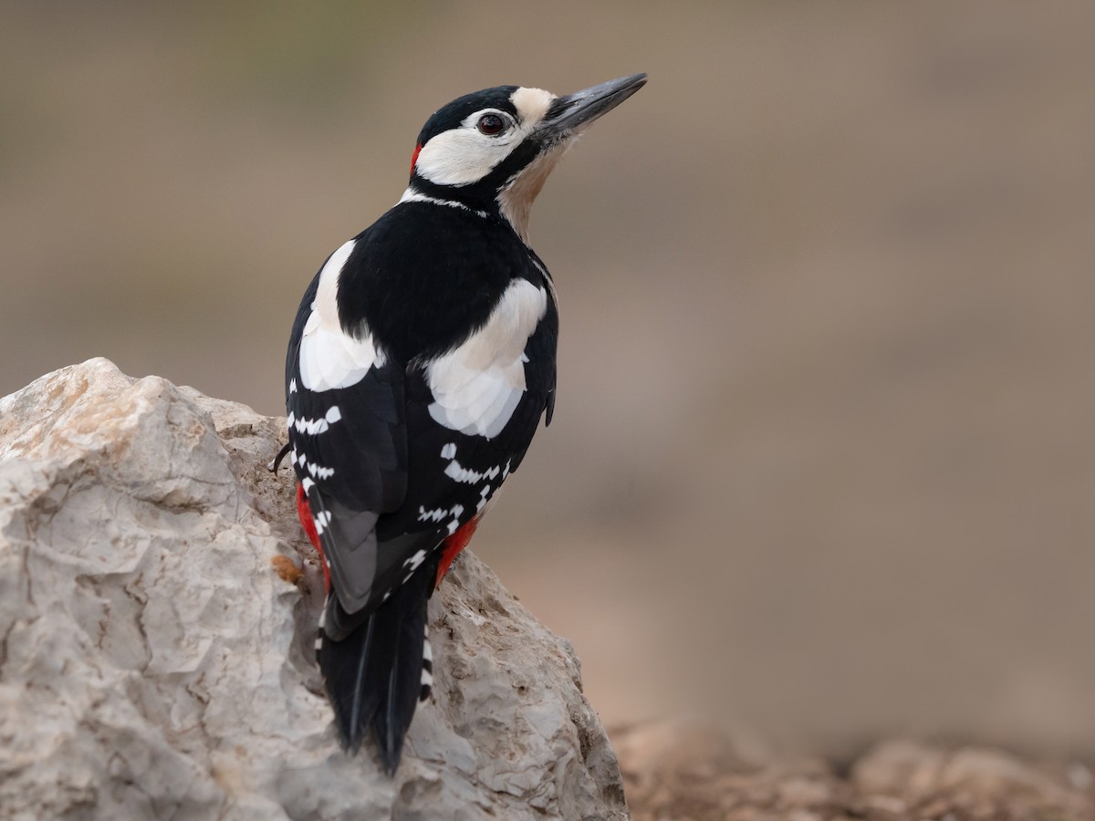 アカゲラ Ebird