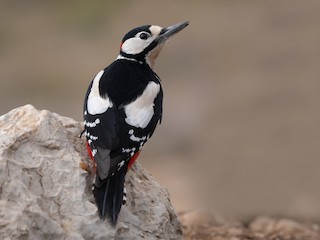  - Great Spotted Woodpecker