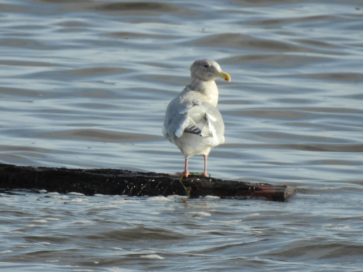 gull sp. - Anonymous