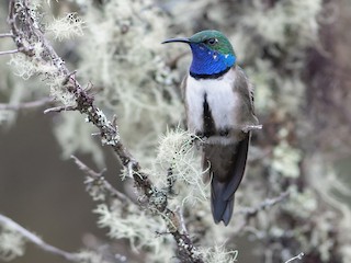  - Blue-throated Hillstar