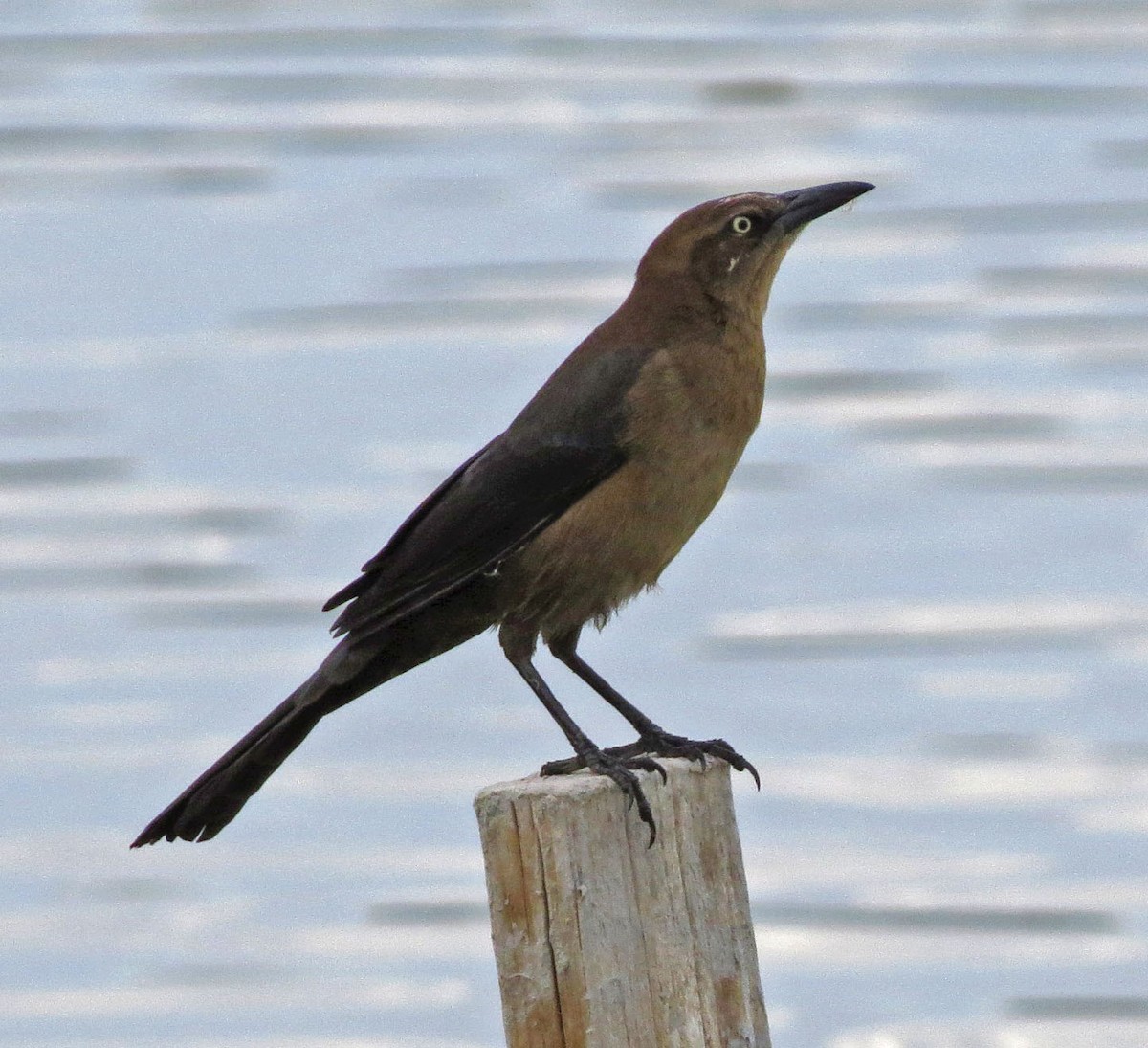 Great-tailed Grackle - ML40948411