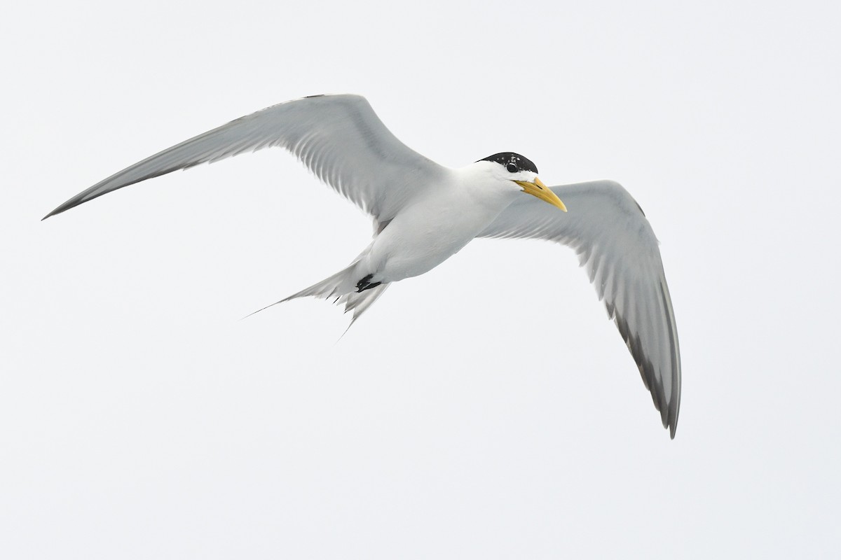 Great Crested Tern - ML409484811