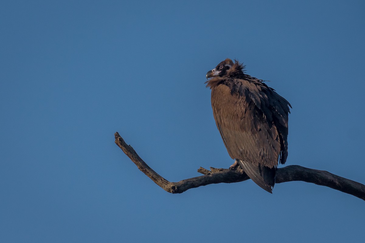 Cinereous Vulture - Pranad Patil