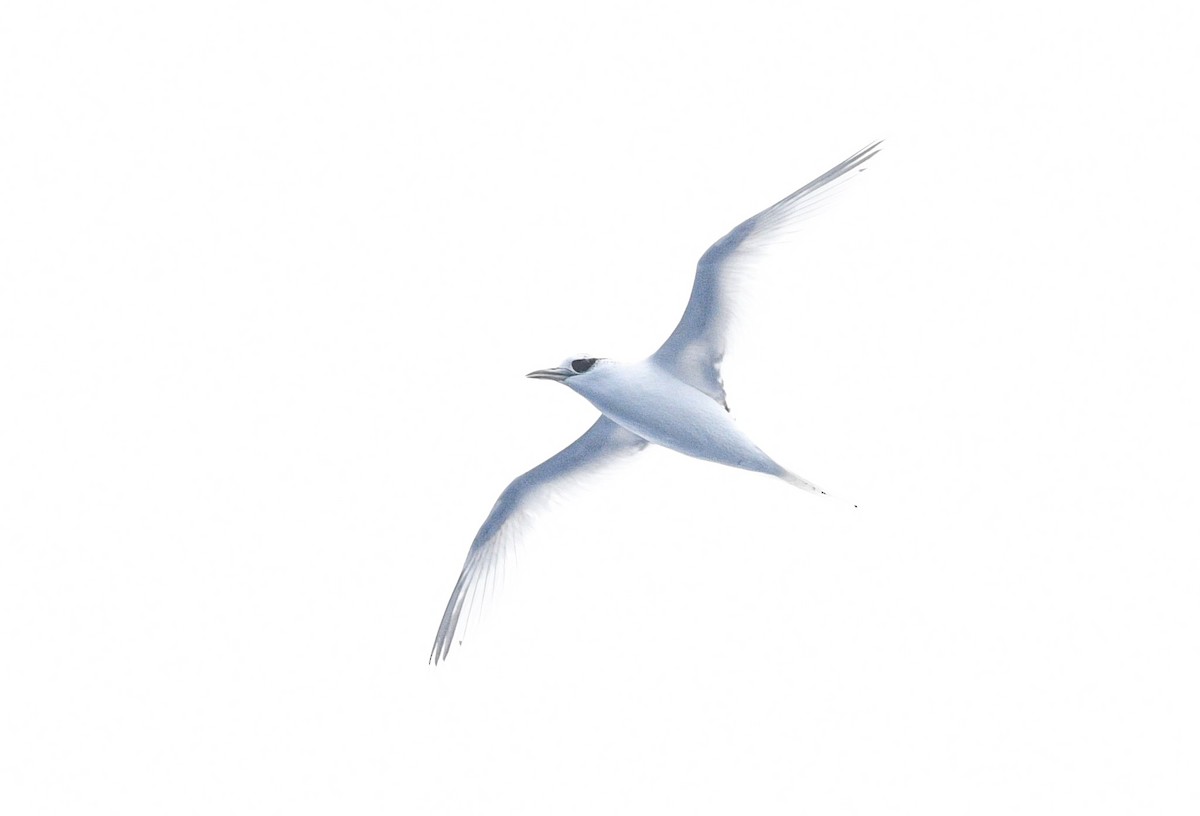 White-tailed Tropicbird - ML409484951