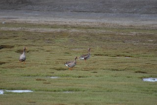 Greater White-fronted Goose, ML409485301