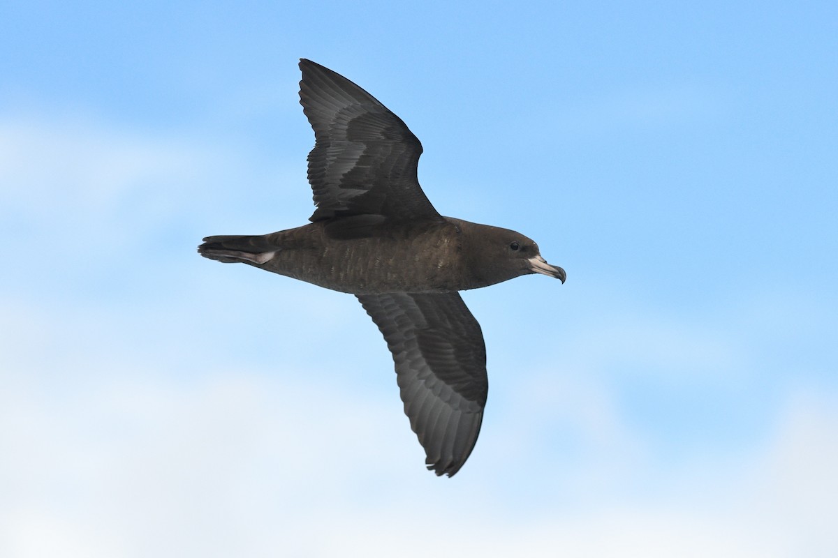 Flesh-footed Shearwater - ML409485951