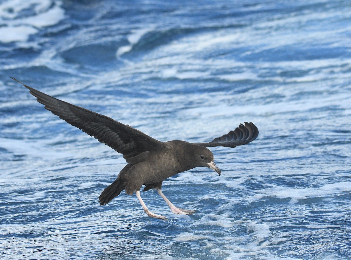 Flesh-footed Shearwater - ML409486031
