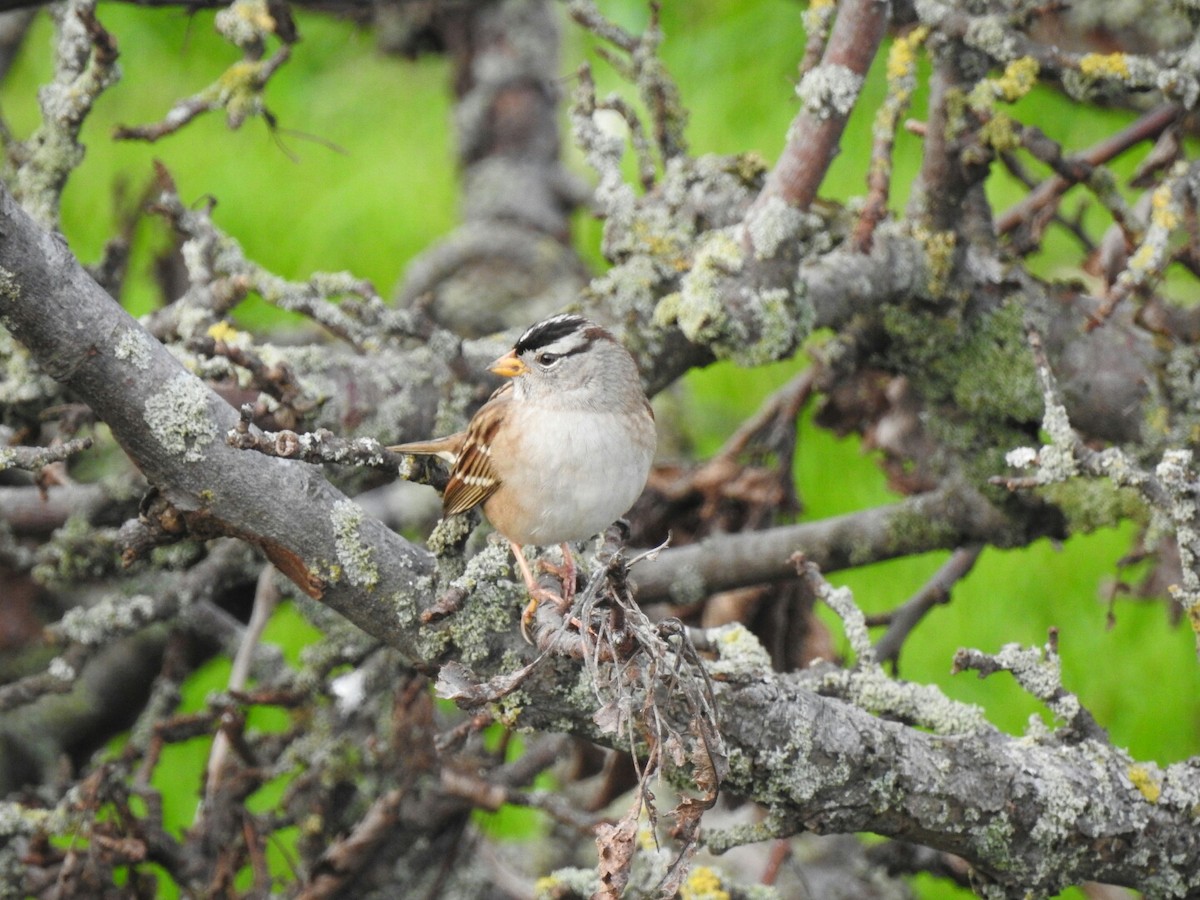 White-crowned Sparrow - ML40948671