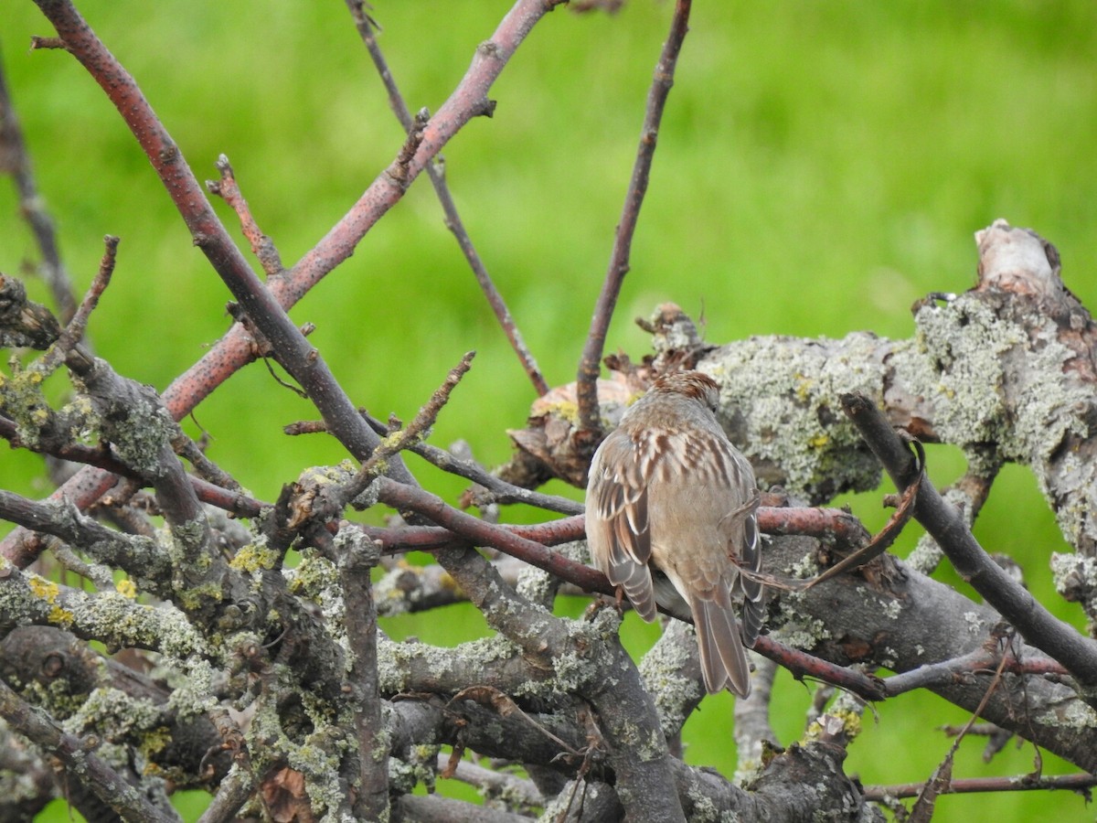 White-crowned Sparrow - ML40948741
