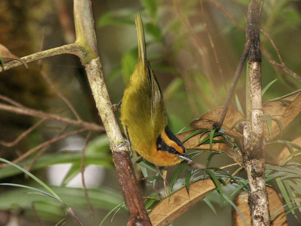 Orange-browed Hemispingus - Kleinothraupis calophrys - Birds of the World