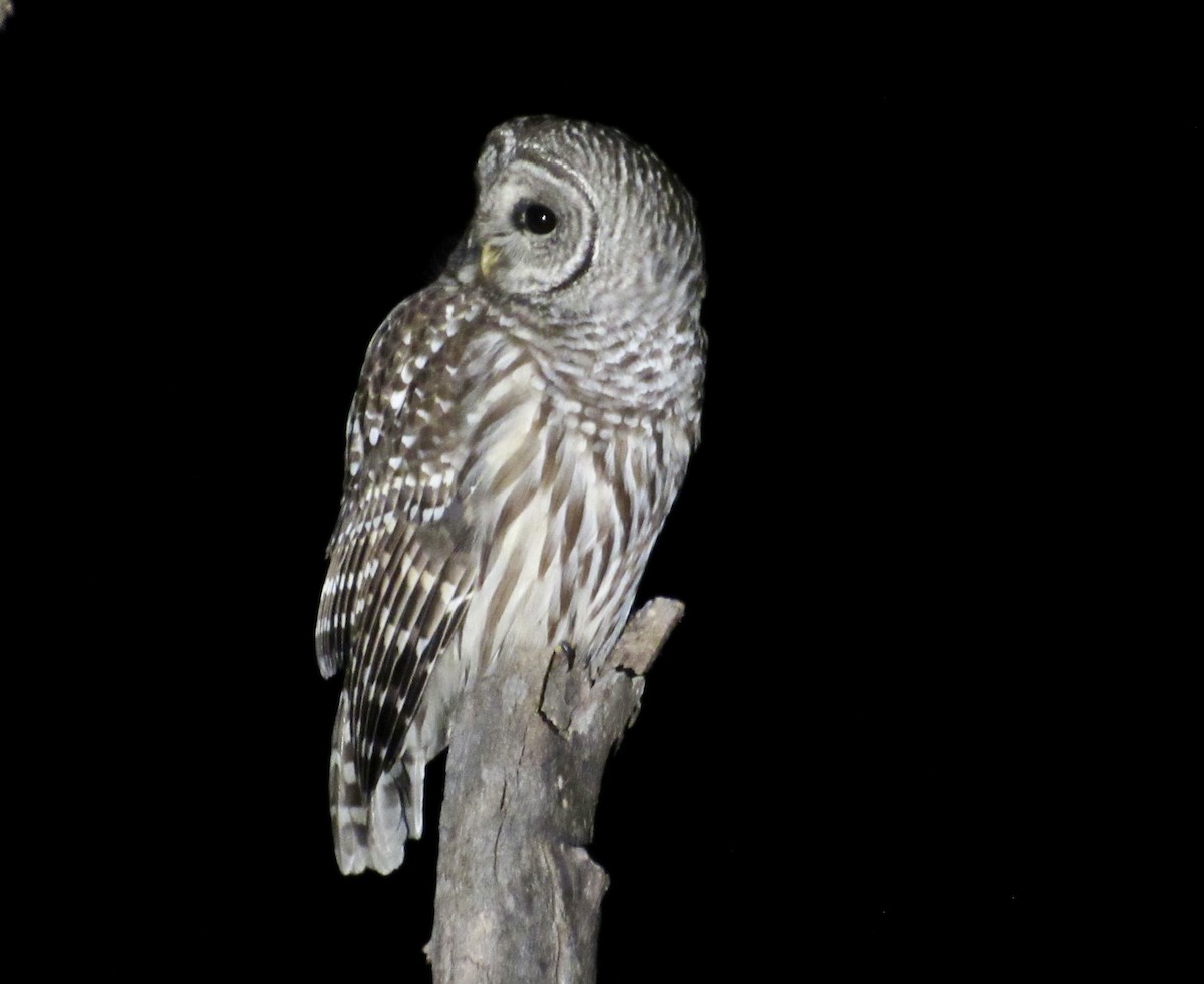 Barred Owl - ML409489211