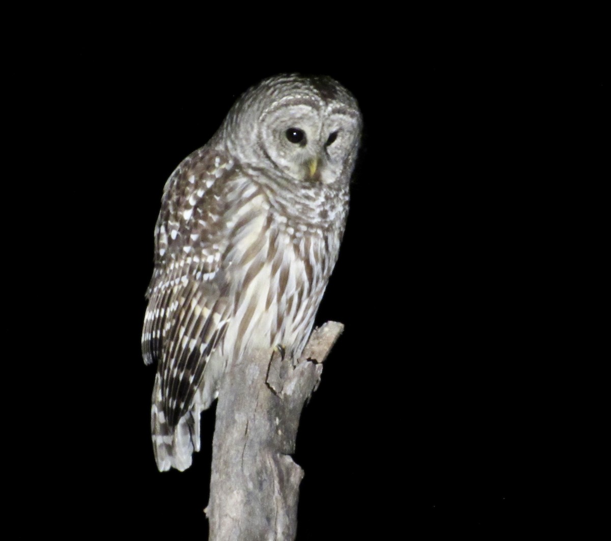 Barred Owl - ML409489221