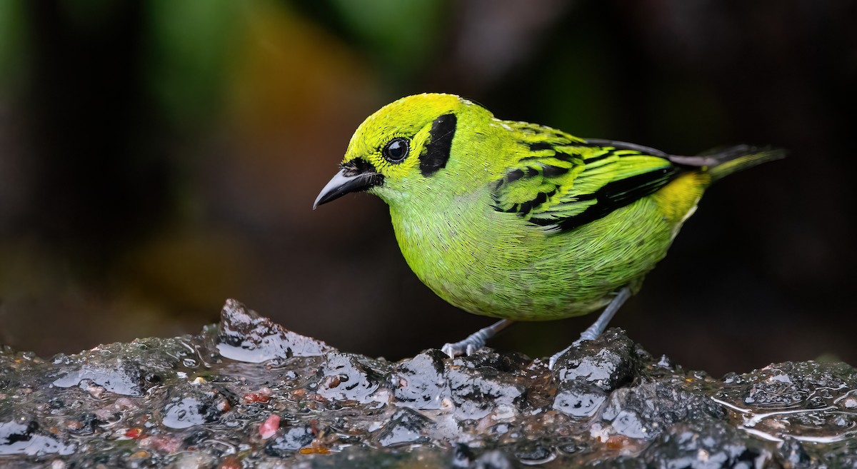 Emerald Tanager - ML409491341