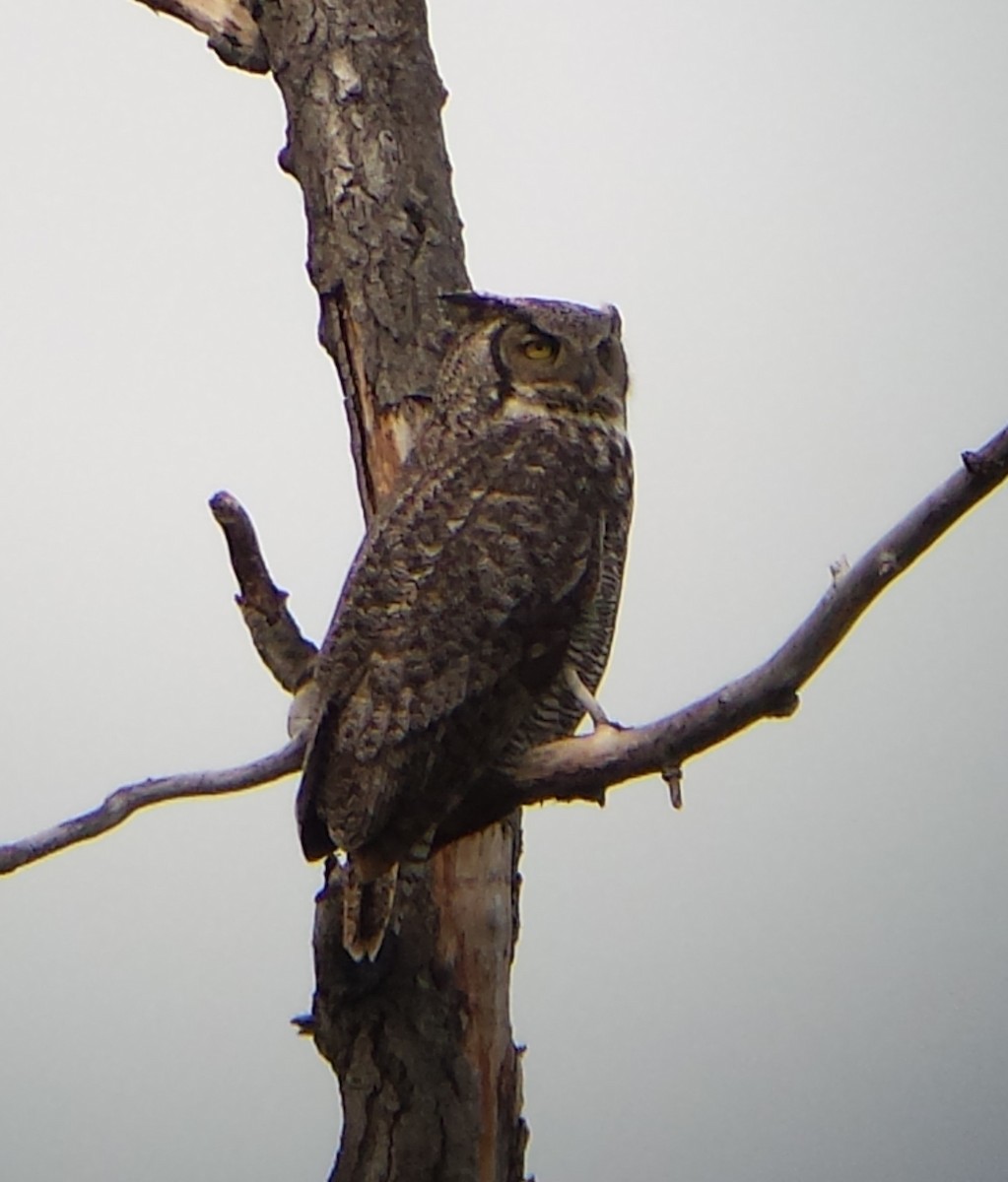 Great Horned Owl - ML409491351
