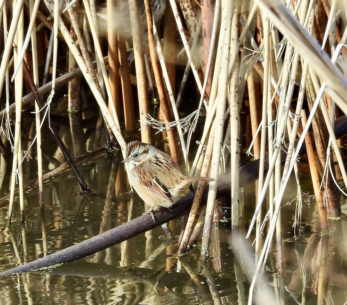 Swamp Sparrow - Steve Clark