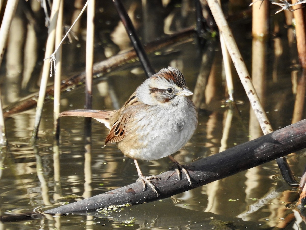 Swamp Sparrow - Steve Clark