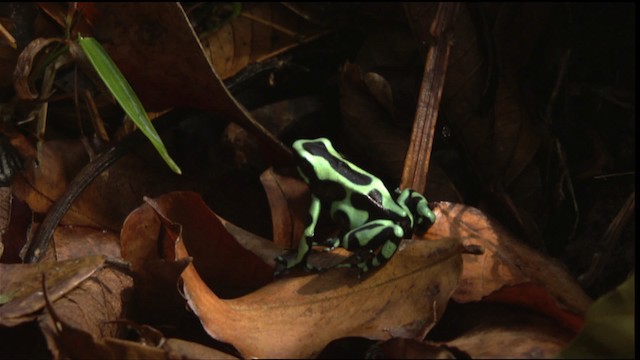 Green-and-black poison dart frog - ML409505