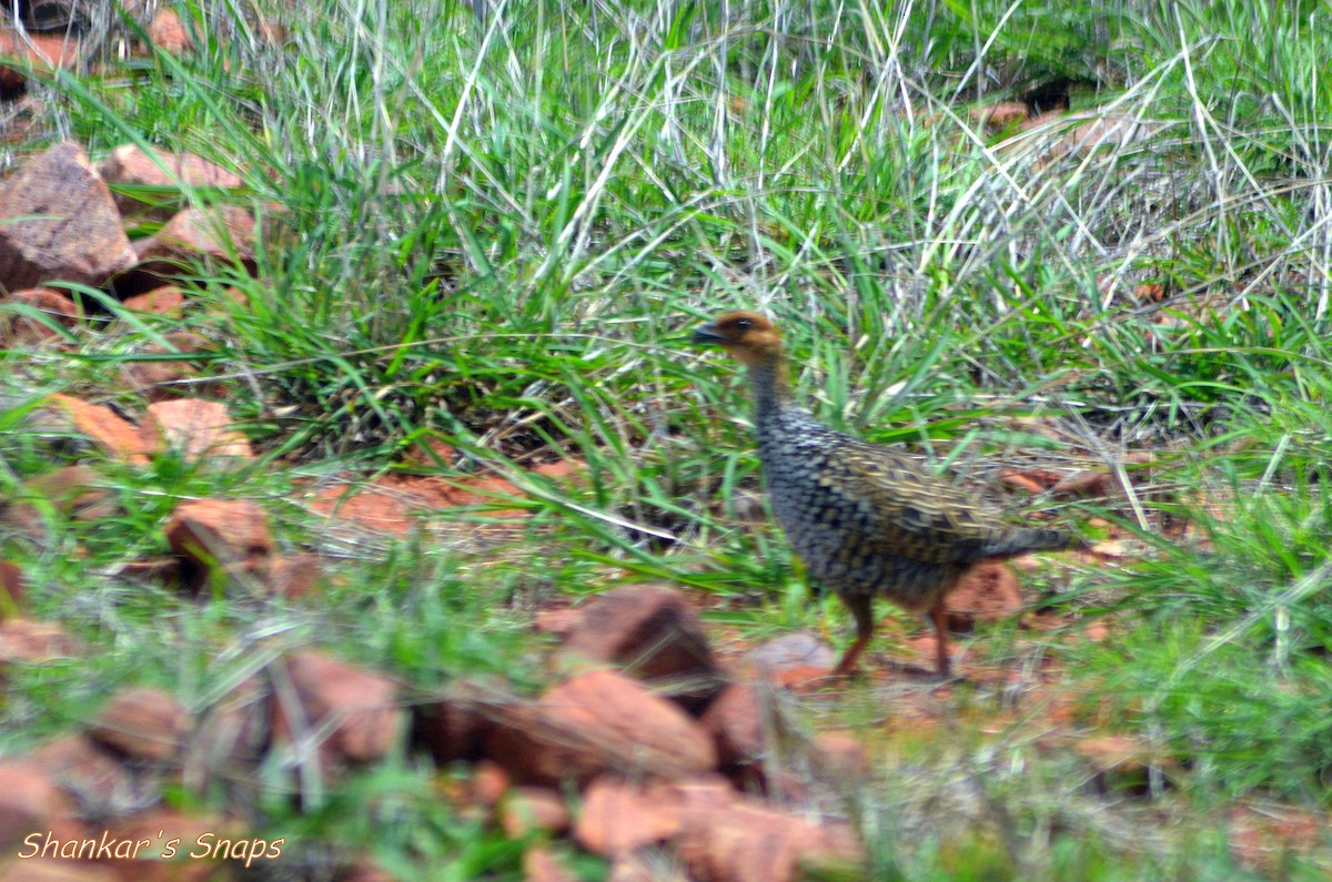 Painted Francolin - ML40950511