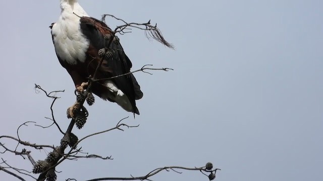 African Fish-Eagle - ML409505521