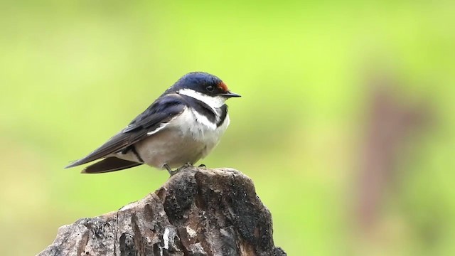White-throated Swallow - ML409505741
