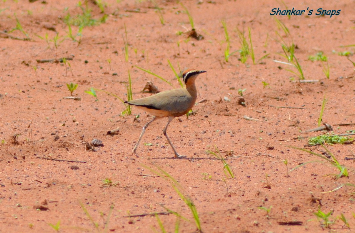 Indian Courser - ML40950751