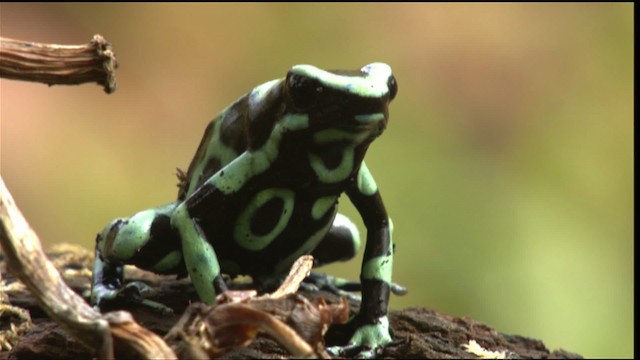 Green-and-black poison dart frog - ML409513