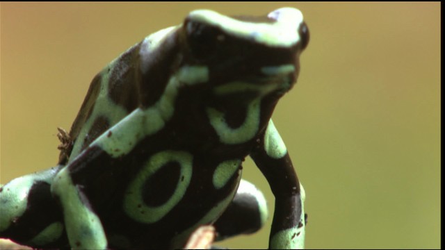 Green-and-black poison dart frog - ML409514