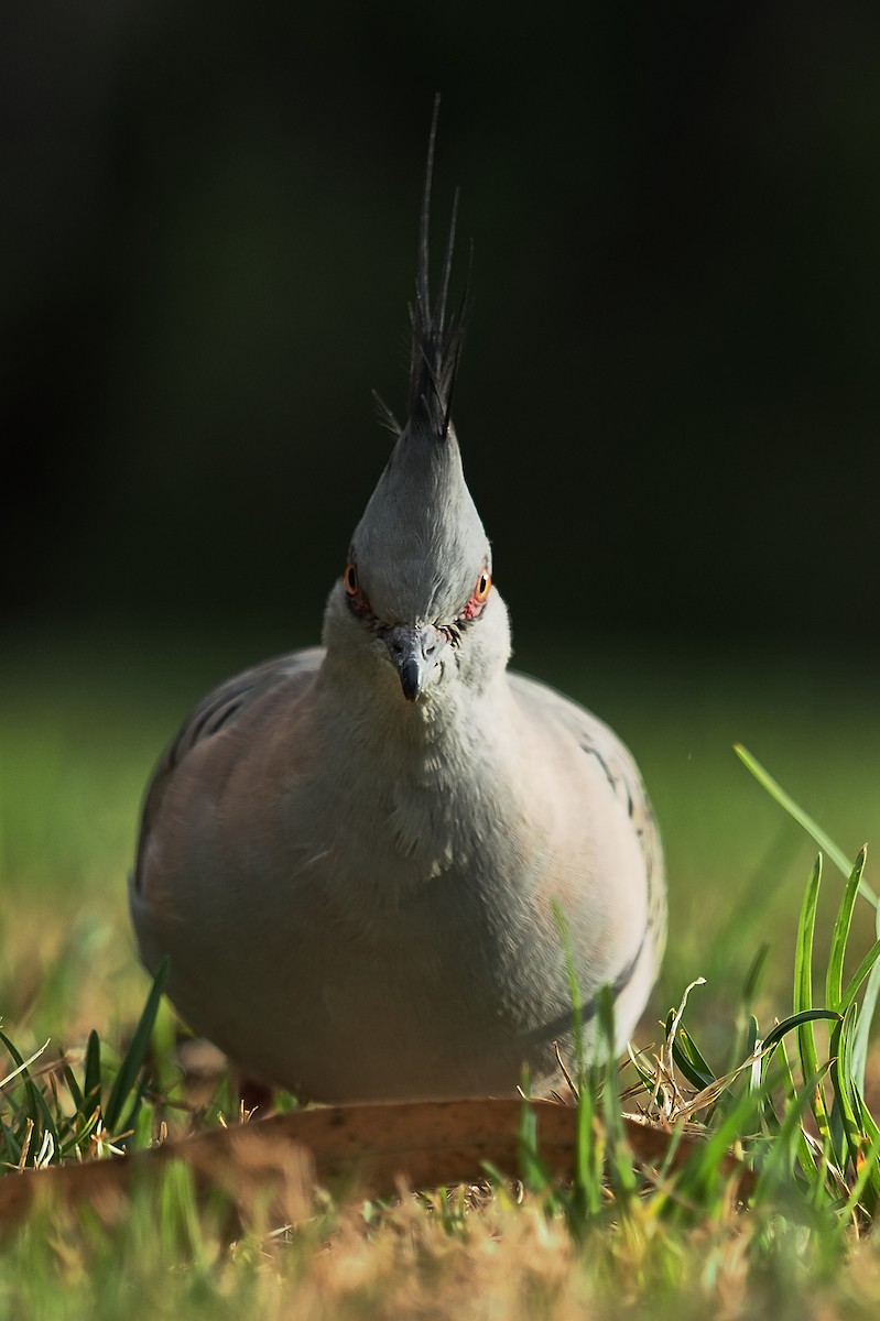 Crested Pigeon - Mick Phillips