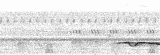 Great Eared-Nightjar - ML409514341