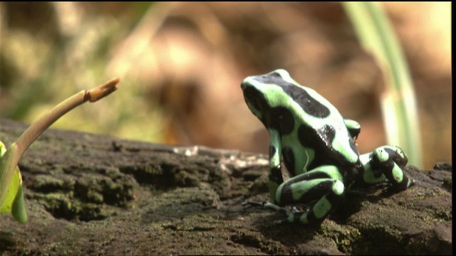 Green-and-black poison dart frog - ML409515